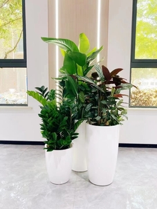 北仑绿植租摆价格